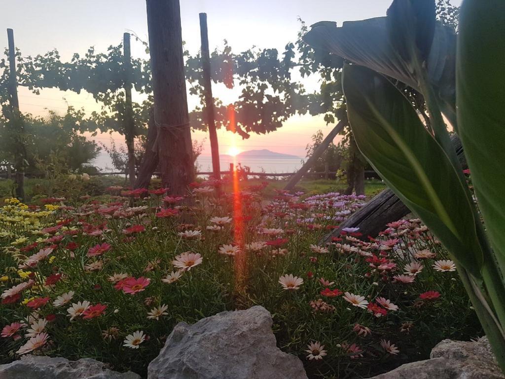 Agriturismo Del Sole Anacapri  Dış mekan fotoğraf
